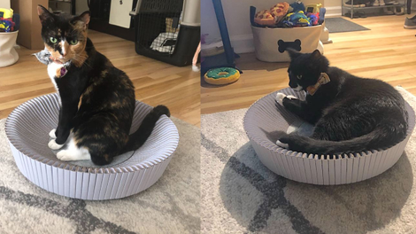 Luna and Sirius putting the KATRIS Nest to the test.